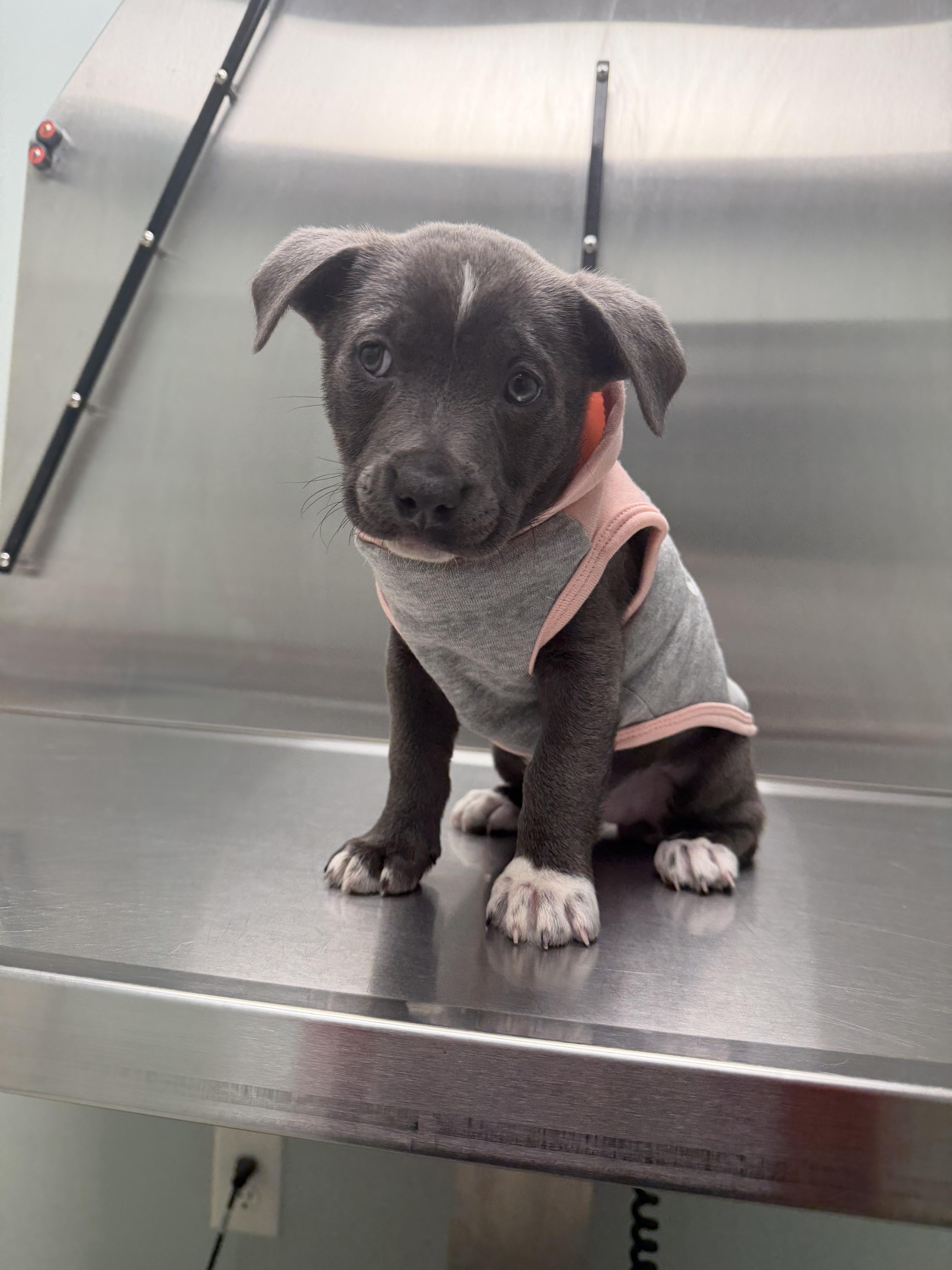 Lucy Lue thumbnail 3