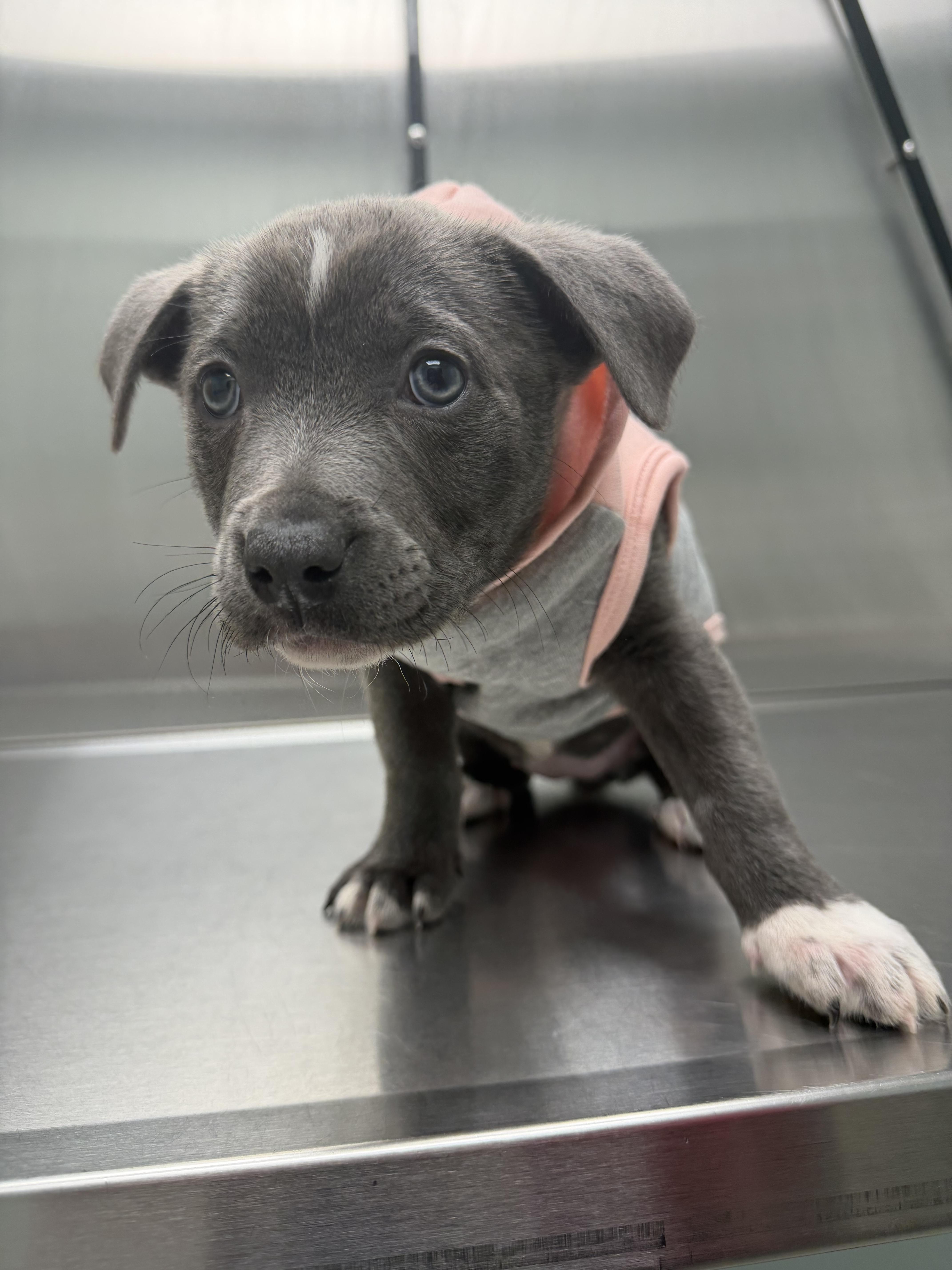 Lucy Lue thumbnail 4