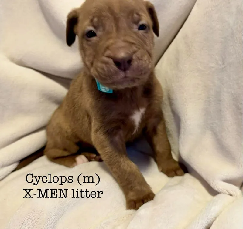 Cyclops thumbnail 5