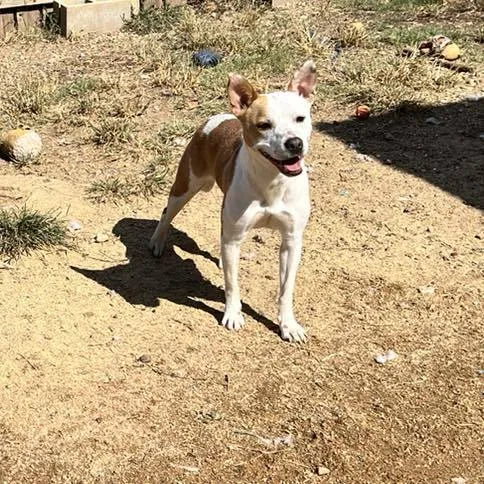 A young medium-sized female Terrier dog named Zuri for adoption in Shreveport, LA
