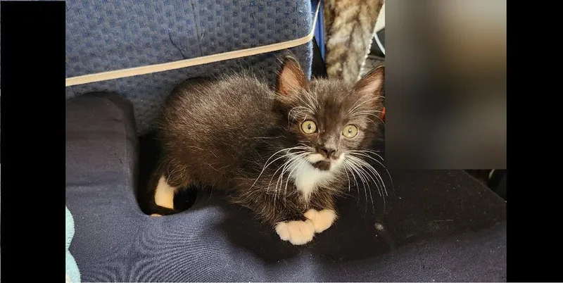 A baby small-sized male Black Domestic Short Hair cat named Melvin for adoption in Bellevue, NE