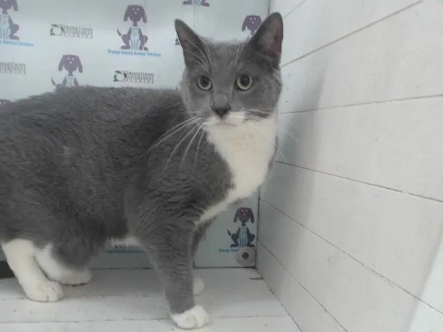 An adult small-sized female Domestic Short Hair cat named Storm for adoption in Orlando, FL