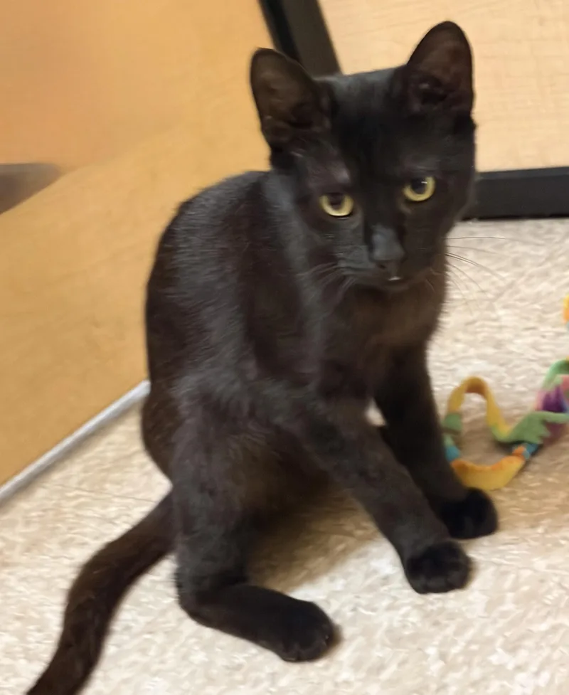 An adult medium-sized male Black Domestic Short Hair cat named Onyx for adoption in Waldorf, MD