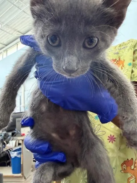 A baby medium-sized male Domestic Short Hair cat named Cinder for adoption in Dallas, TX