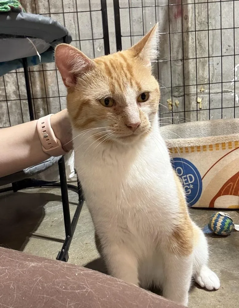 An adult large-sized male Orange & White Domestic Short Hair cat named Lolo for adoption in Bolton, CT