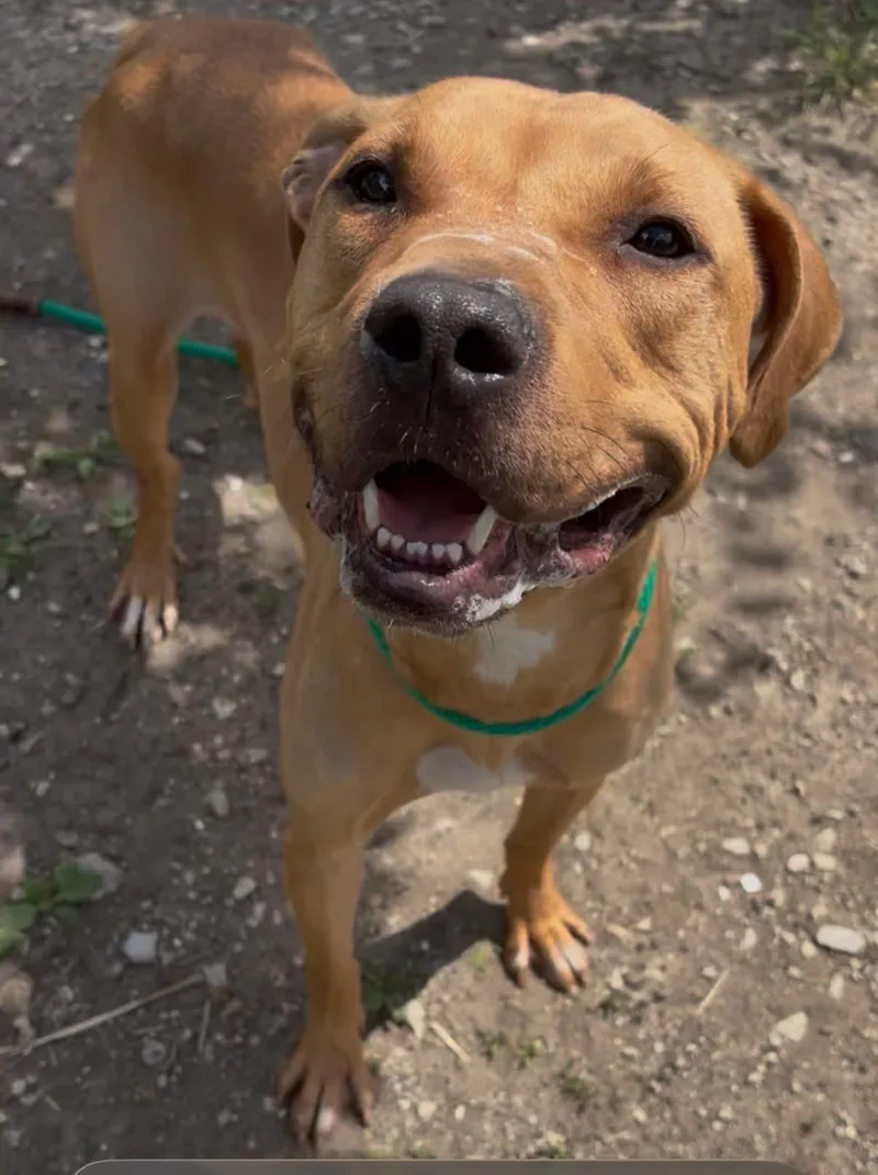 An adult medium-sized female Yellow / Tan / Blond / Fawn Pit Bull Terrier dog named Froyo for adoption in Chicago, IL