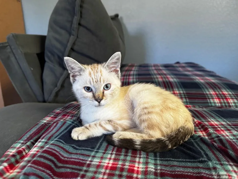 A baby medium-sized male Domestic Short Hair cat named Milkweed for adoption in Lincoln, CA