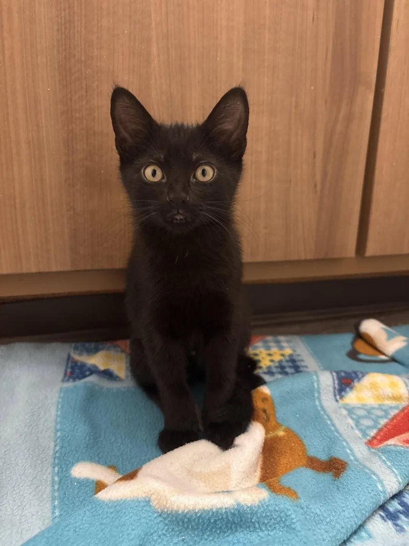 A young medium-sized male Black Domestic Short Hair cat named Egg and Peep for adoption in Hillsboro, OR