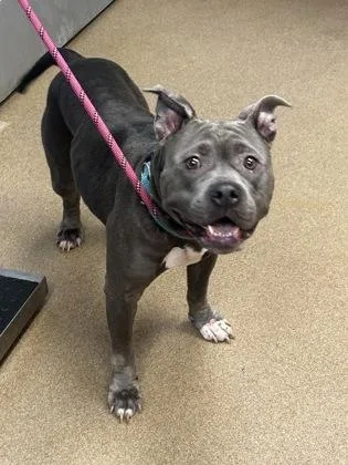 An adult large-sized female Mixed Breed dog named Lamina for adoption in Chamblee, GA