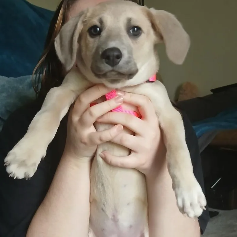Dobby D thumbnail 6