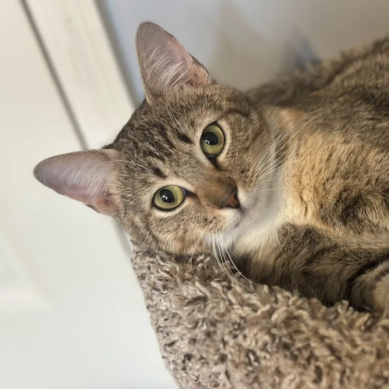 An adult medium-sized female Domestic Short Hair cat named Priscilla for adoption in Woodstock, GA