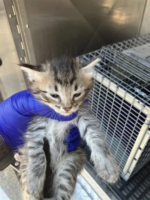 A baby medium-sized male American Shorthair cat named Toosie for adoption in Dallas, TX