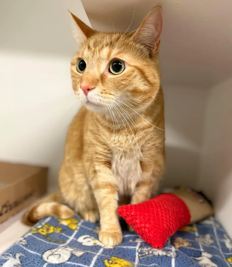 An adult medium-sized male Tabby (Orange / Red) Domestic Short Hair cat named Ratchet for adoption in Seville, OH