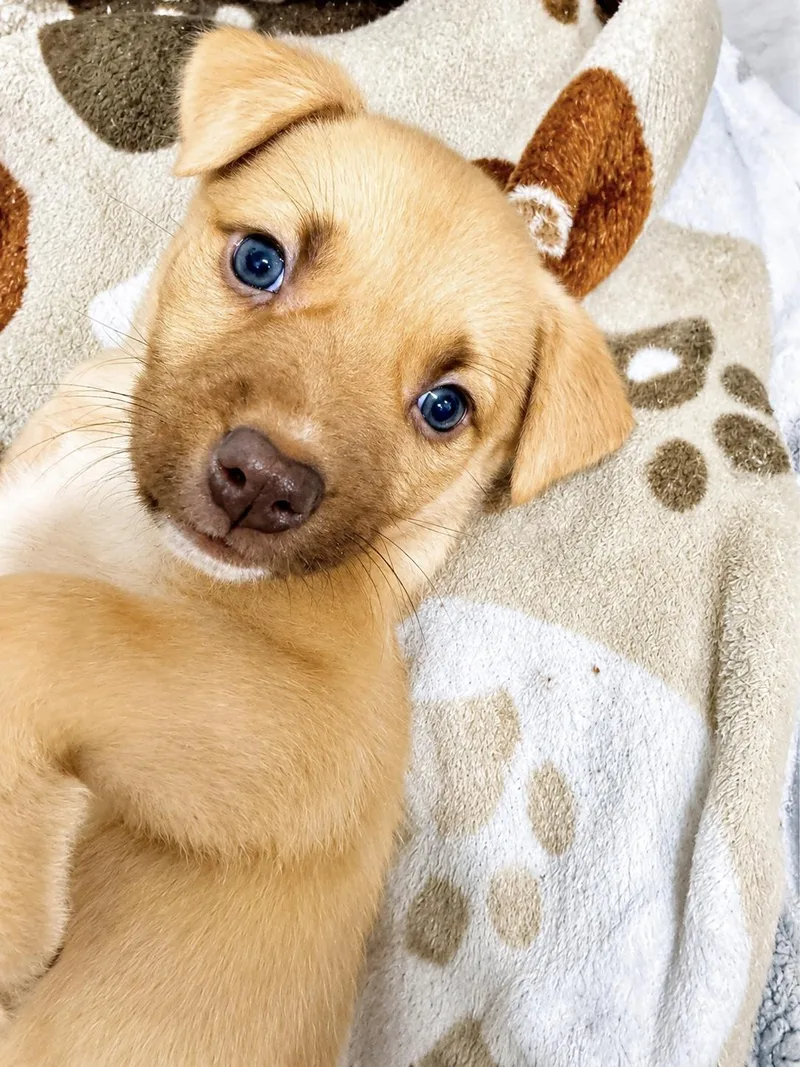 A baby medium-sized female Retriever dog named Abigail for adoption in Copiague, NY