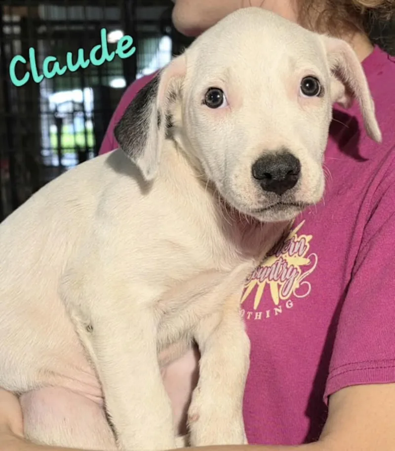 A baby medium-sized male Black Basset Hound dog named Claude for adoption in Watertown, CT