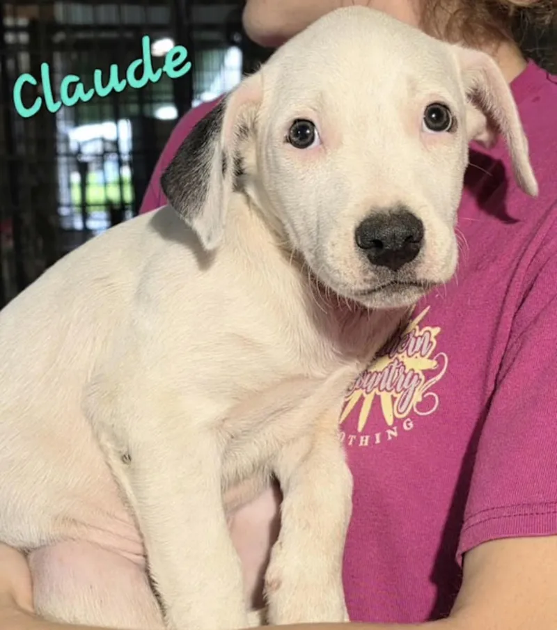 Claude thumbnail 3