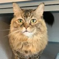 A senior medium-sized female Brown / Chocolate Persian cat named Pelusa for adoption in Hudson, NY