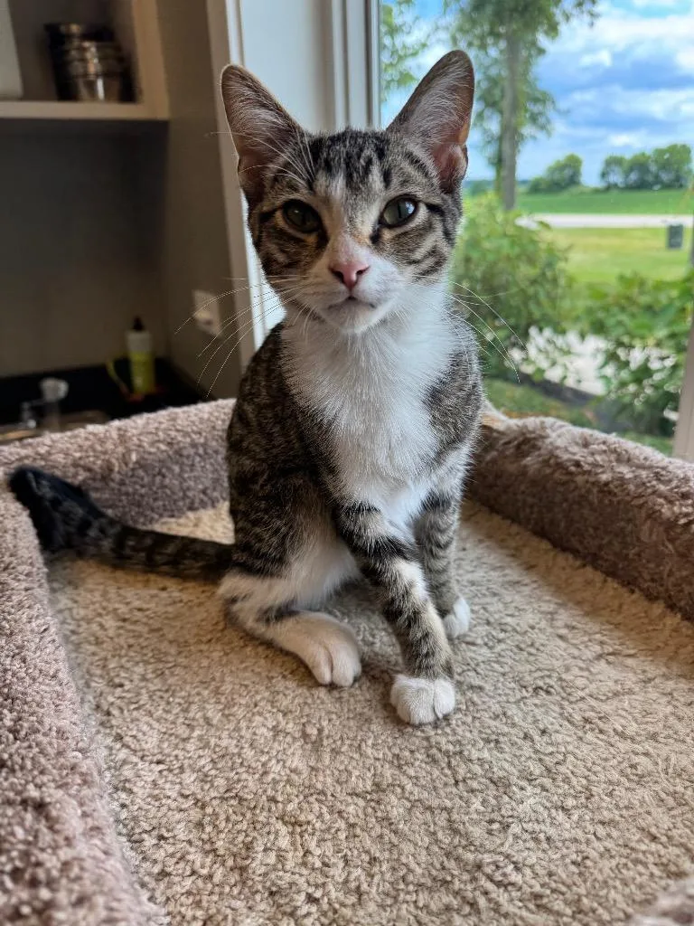 A baby small-sized male Domestic Short Hair cat named Damocles for adoption in Sidney, OH