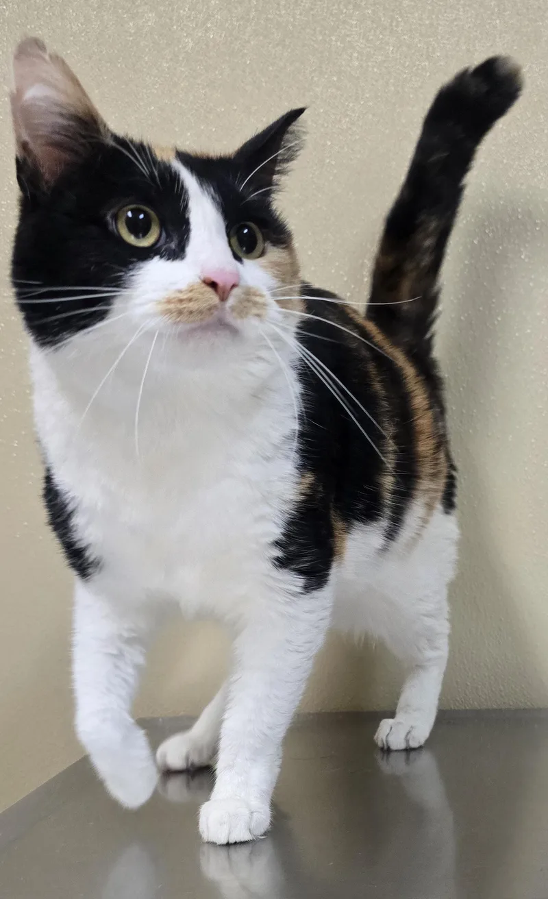 An adult medium-sized female Domestic Short Hair cat named Mimi for adoption in Brainerd, MN