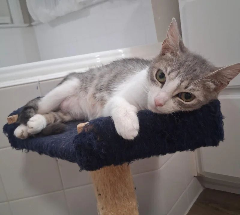 An adult medium-sized female Gray & White Domestic Short Hair cat named Callie for adoption in Herndon, VA