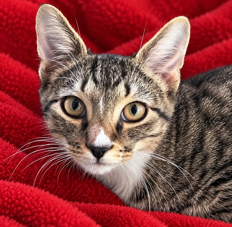 A baby small-sized male Tabby cat named Toby for adoption in Austin, TX