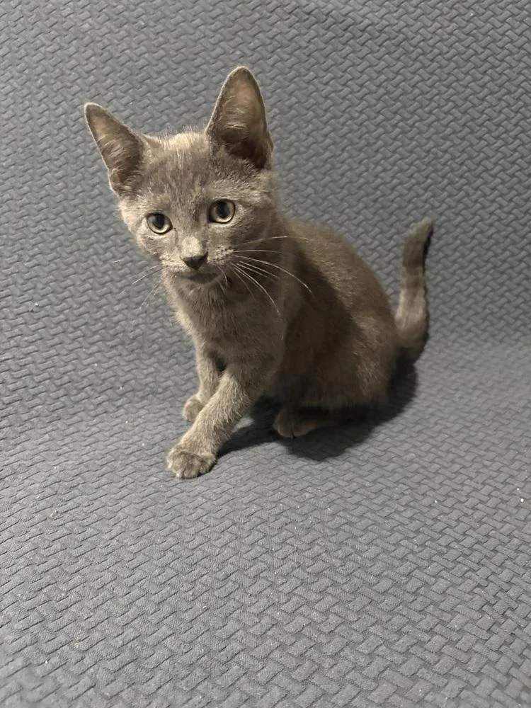 A baby small-sized male Domestic Short Hair cat named Rocket for adoption in Chicago, IL