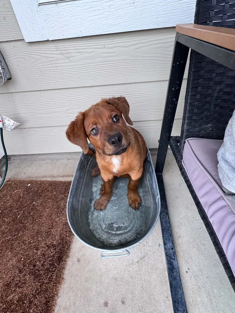 A baby medium-sized male Tricolor (Brown, Black, & White) Hound dog named Chip for adoption in Temple, TX