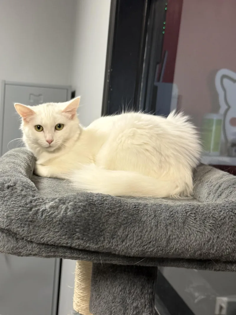 A baby medium-sized female Domestic Medium Hair cat named Zoey for adoption in Hamburg, NY