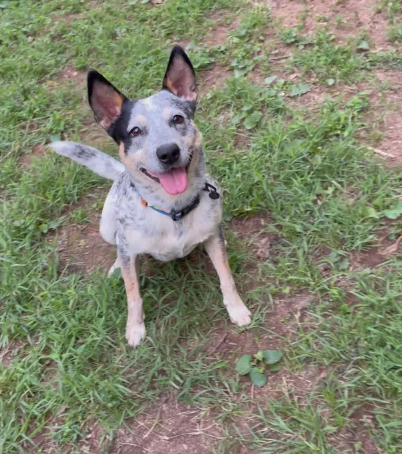 A young medium-sized male Gray / Blue / Silver Australian Cattle Dog / Blue Heeler dog named Kenobi for adoption in Manassas, VA