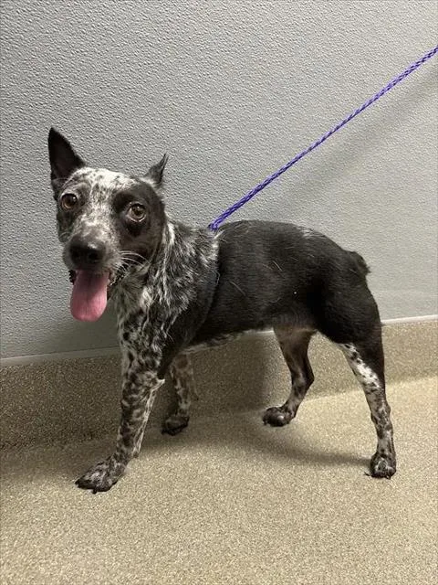 An adult small-sized female Australian Cattle Dog / Blue Heeler dog named Sandy Rose for adoption in Las Vegas, NV