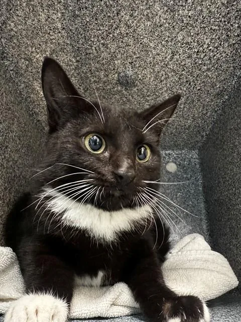 A baby small-sized female Domestic Short Hair cat named Casey for adoption in Naples, FL