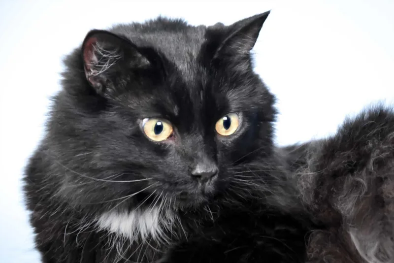 An adult small-sized male Domestic Long Hair cat named Gawain for adoption in Loveland, CO