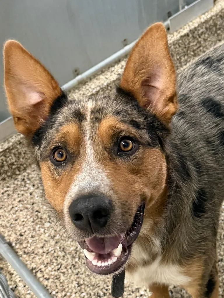 A young medium-sized male Australian Cattle Dog / Blue Heeler dog named Rex for adoption in Amery, WI