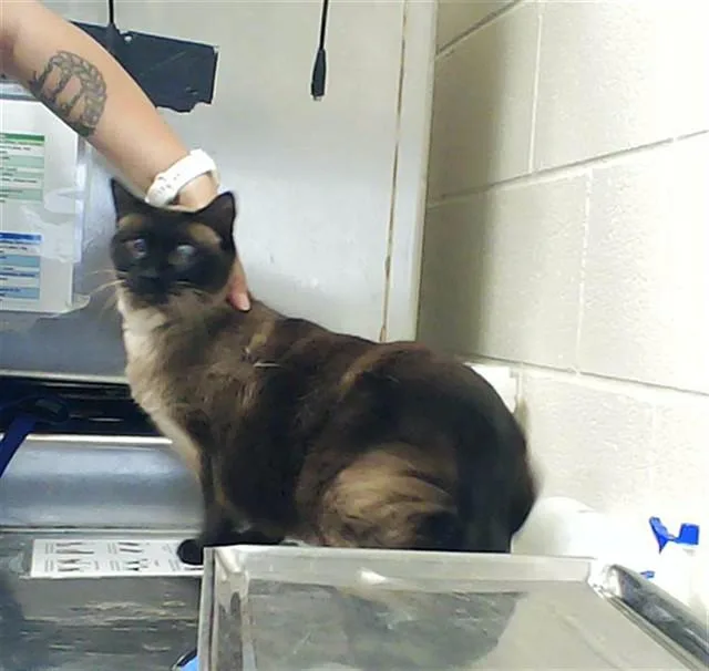 A senior large-sized female Siamese cat named Prissy for adoption in Fayetteville, NC
