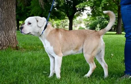 An adult medium-sized male Staffordshire Bull Terrier dog named Bankroll for adoption in Yakima, WA