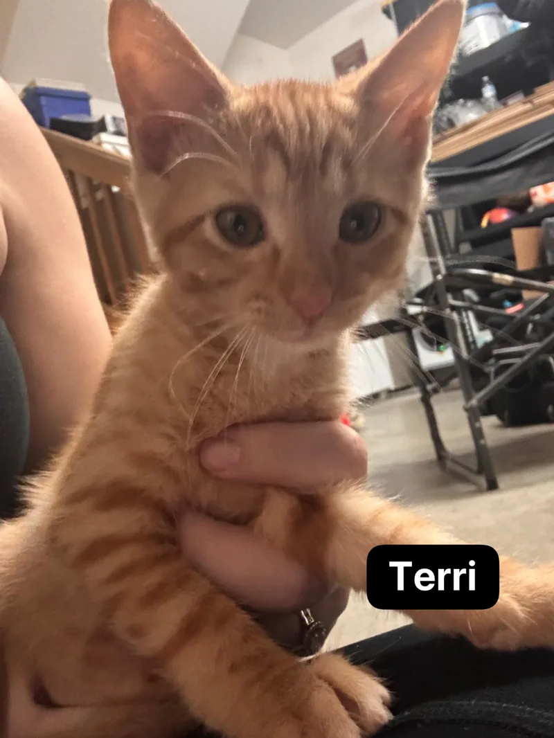 A baby medium-sized female Orange & White Domestic Short Hair cat named Terri for adoption in Murfreesboro, TN