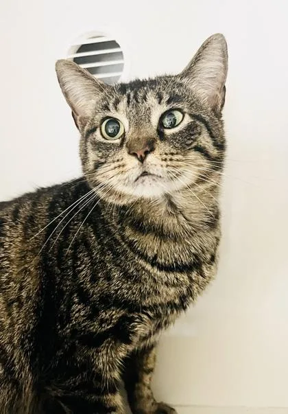 An adult medium-sized female Domestic Short Hair cat named Classico for adoption in Savannah, GA