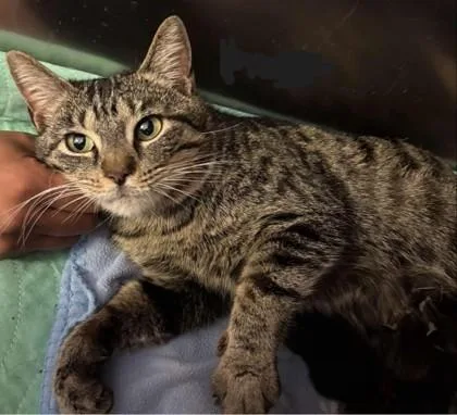 Classico thumbnail 2