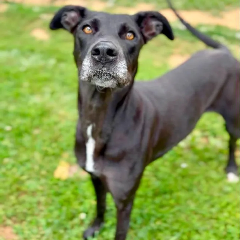 Shaza thumbnail 4