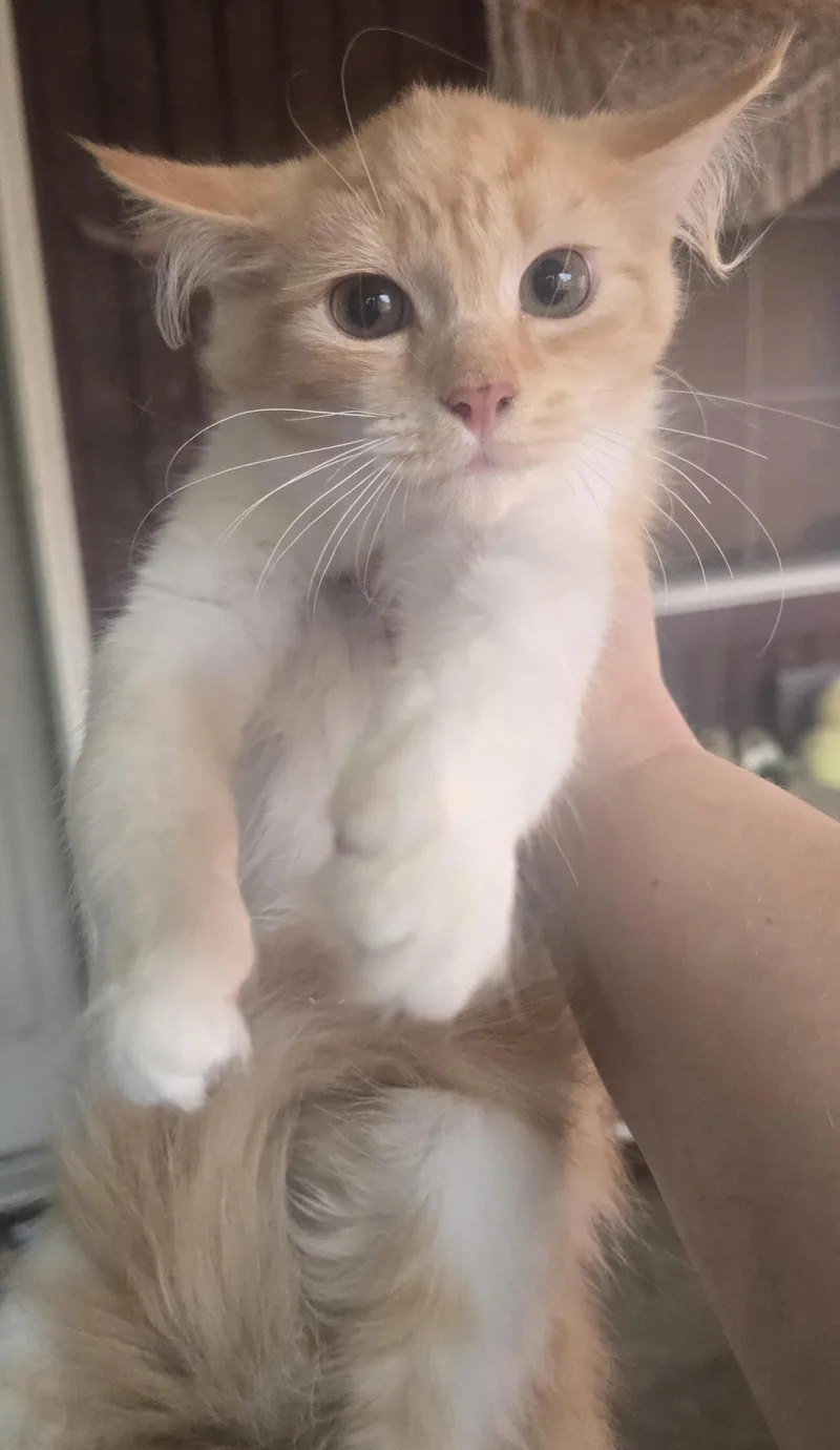 A baby medium-sized female Orange & White Domestic Long Hair cat named Rajah for adoption in Elizabeth, PA
