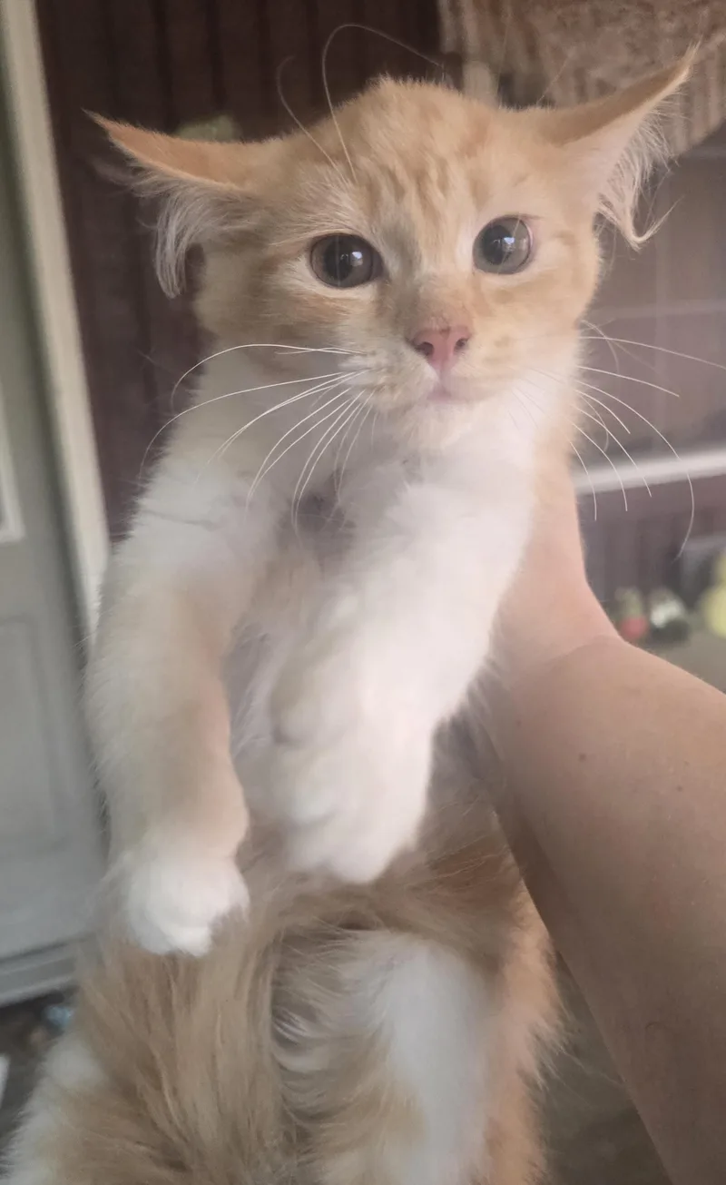 Rajah thumbnail 3