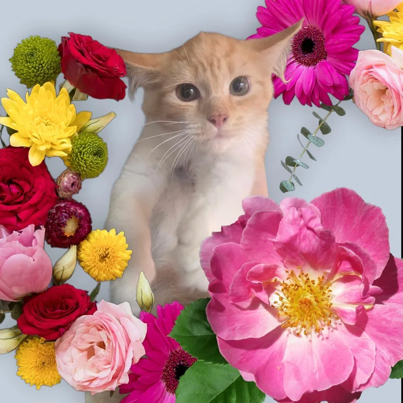 Rajah thumbnail 4