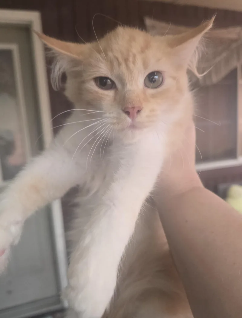 Rajah thumbnail 5