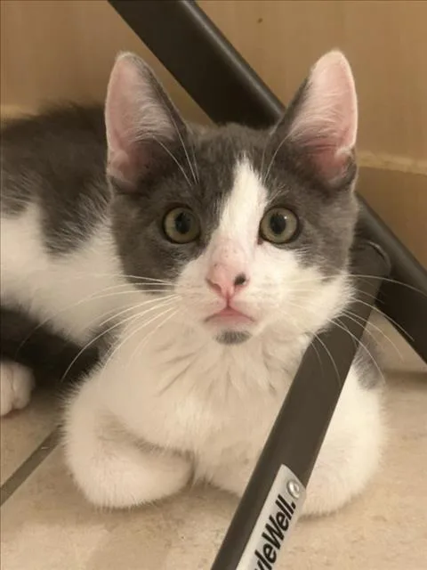 A baby medium-sized male Gray / Blue / Silver Domestic Short Hair cat named Chipper for adoption in Woodland, CA