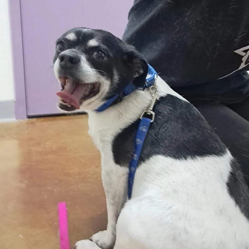 An adult small-sized male White / Cream Chihuahua dog named Orion for adoption in Albuquerque, NM