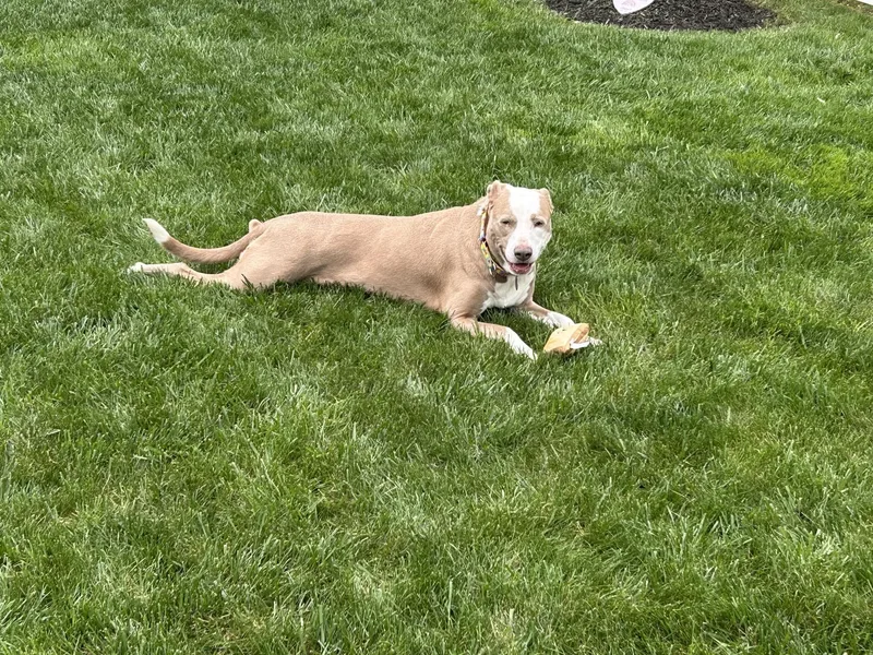 An adult medium-sized female Yellow / Tan / Blond / Fawn Pit Bull Terrier dog named Tipper for adoption in Indianapolis, IN