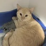 An adult medium-sized male Orange & White Domestic Short Hair cat named Duncan for adoption in Hilliard, OH