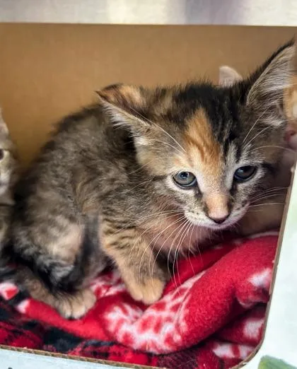 A baby small-sized female Domestic Short Hair cat named Other Worldly for adoption in Westland, MI