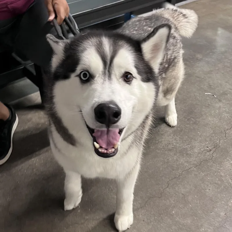 An adult medium-sized male Husky dog named Blaze for adoption in Tampa, FL
