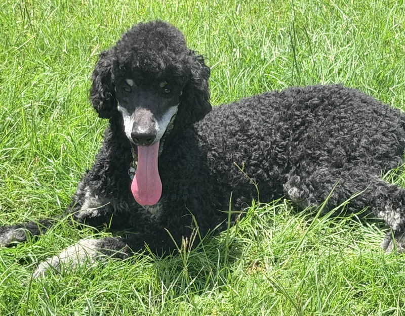 A young large-sized male Standard Poodle dog named Charlie for adoption in Pensacola, FL